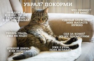 Котовсячина