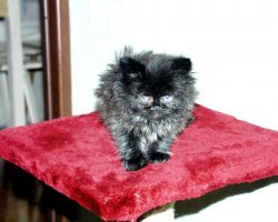 А, была вот такая фигня со сломаным хвостом...