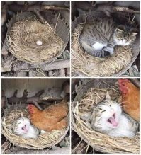 Котовсячина