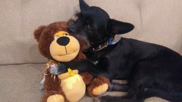 Собаки, которые преданы своим любимым игрушкам