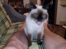 Кошкам идет все. Даже высунутый язык!