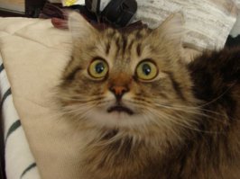 Та же фигня - наигрались милым котёнком, а когда подрос, завезли в другой район, чтоб домой не вернулся. Да под самые морозы. Зашуганый совсем был. Сразу стал Сеней, идеальным домашним котом. Самоназначился директором.