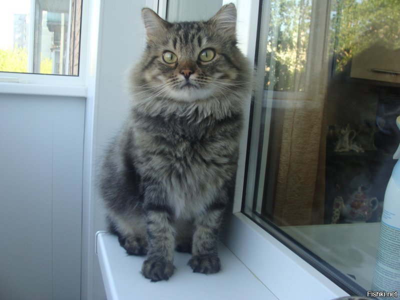 Та же фигня - наигрались милым котёнком, а когда подрос, завезли в другой район, чтоб домой не вернулся. Да под самые морозы. Зашуганый совсем был. Сразу стал Сеней, идеальным домашним котом. Самоназначился директором.