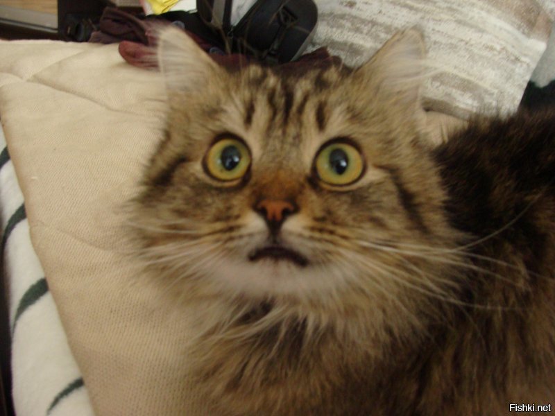 Та же фигня - наигрались милым котёнком, а когда подрос, завезли в другой район, чтоб домой не вернулся. Да под самые морозы. Зашуганый совсем был. Сразу стал Сеней, идеальным домашним котом. Самоназначился директором.