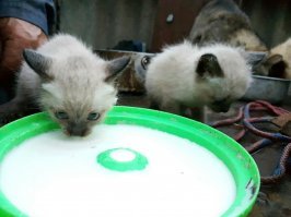 Нашли у сарайчиков брата и сестру. Котик был нездоров. Полечили, подрастили. Результат на последней фоте