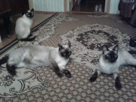 Нашли у сарайчиков брата и сестру. Котик был нездоров. Полечили, подрастили. Результат на последней фоте