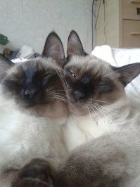 Нашли у сарайчиков брата и сестру. Котик был нездоров. Полечили, подрастили. Результат на последней фоте