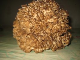 он конечно большой, но невкусный, пористая консистенция напоминает губку и запах странный...впрочем на любителя
баран гораздо вкуснее, а размеры соизмеримы