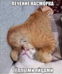 Котовсячина