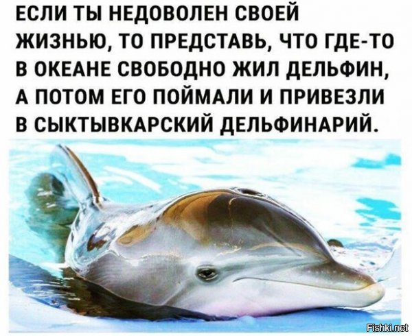 В Сыктывкаре нет дельфинария. Отвечаю.