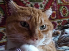 А, это мой котяра, без передней лапки. Залез на подстанцию, ударило током, лапка згорела пришлось ампутировать. Взяли к себе.