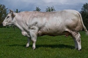 НА держи, перонально тебе раз не знаешь что такое поиск и гул!