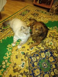 Вот, рыжий серого воспитал. Сам рыжий котом воспитан был, но тот кот помер уже, увы.
