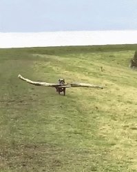 У меня аргентин. Такие же пртносит.