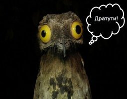 Исполинский козодой.