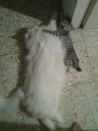 Это было,а так стало. Белый старичок вырастил и эту девочку,и еще одну кошечку,фото "было" нет,есть только "сейчас".