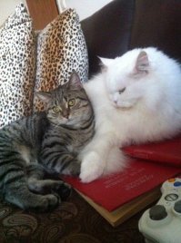 Это было,а так стало. Белый старичок вырастил и эту девочку,и еще одну кошечку,фото "было" нет,есть только "сейчас".