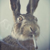 Пестрый мир кроликов