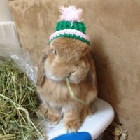 Пестрый мир кроликов