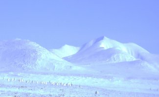 Пестрый мир зайцев