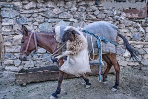 20 животных, взглянув на которых, вы непременно улыбнетесь