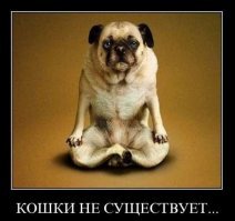 Без шансов: настырная кошка не дает буддийскому монаху молиться