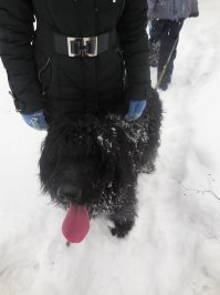 Русский черный терьер: жемчужина отечественного собаководства