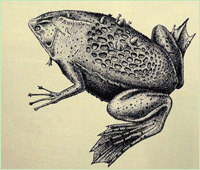 Сзади на лягушку похожа.