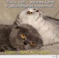 Прикольные и смешные картинки