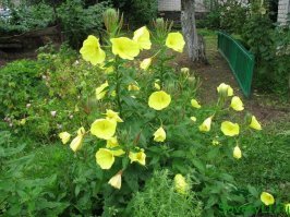 А есть цветы "ночные ларьки"...