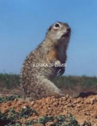 Объявилась выигравшая миллиард Россиянка