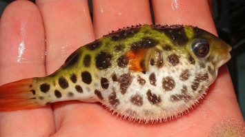 у меня в аквариуме живут, в голодный год съем