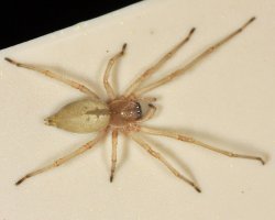 Хейракантиум, по ходу