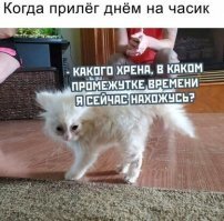 Прикольные и смешные картинки