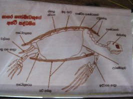 Это мы в Шри-Ланке были на черепаховой ферме!