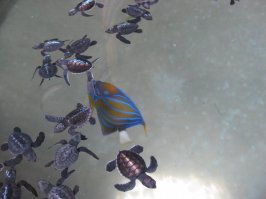 Это мы в Шри-Ланке были на черепаховой ферме!