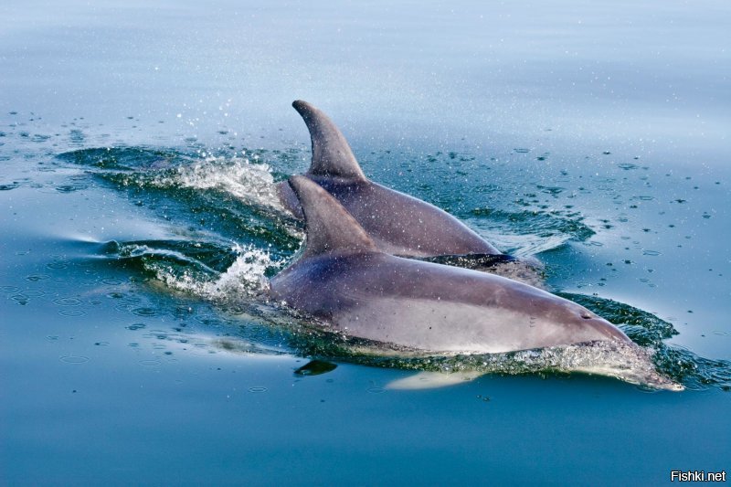 А подводные лодки, где плавают? Или Ходят?
А в воде и в море, по воде и по морю равнозначные понятия? Вот тут и проявляется весь внутренний мир