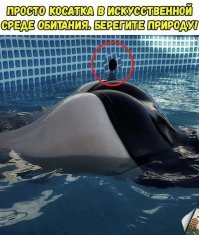 Протекционисты, привет!