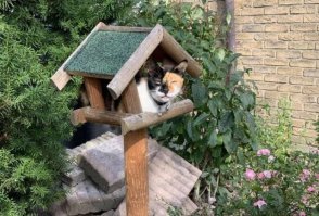 Кошачьи демотиваторы