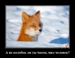 Лисица, которая считает себя хозяйским псом