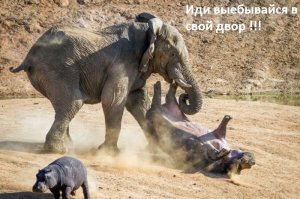 Слониха грубо оттолкнула чужого слоненка