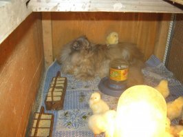 Кошачьи демотиваторы