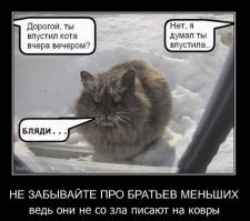 Кошачьи демотиваторы