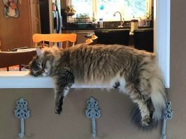 Почти один-в-один из моих. 
Только мой КОТ любит дрыхнуть ПОД ЛАМПОЙ около компа.
Что сейчас благополучно и делает.

И да, рычит, шипит, и может укусить, когда из под него вытаскиваешь мышУ, зарядку или наушники.
