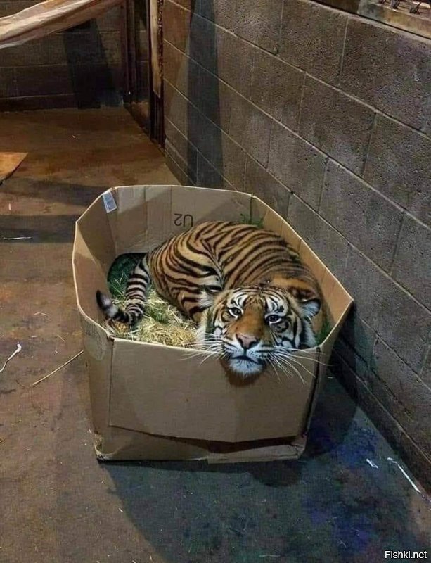 Фотограф показал зрителям душу тигра