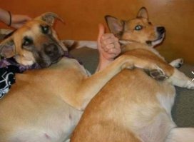 Прикольные и смешные картинки