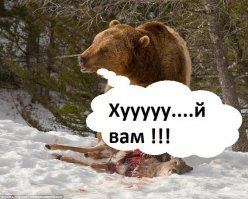 Волчья стая окружила медведя, чтобы отобрать добычу