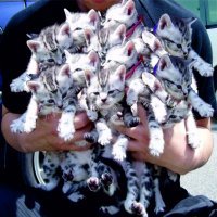 Подборка, - "Котов много не бывает"