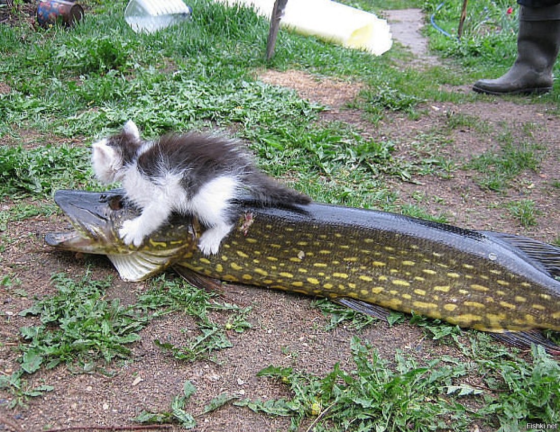 Демотиваторы с котами с рыбой