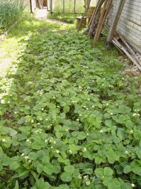 2005 год снято на siemens CX65 камера 0.3 Мп